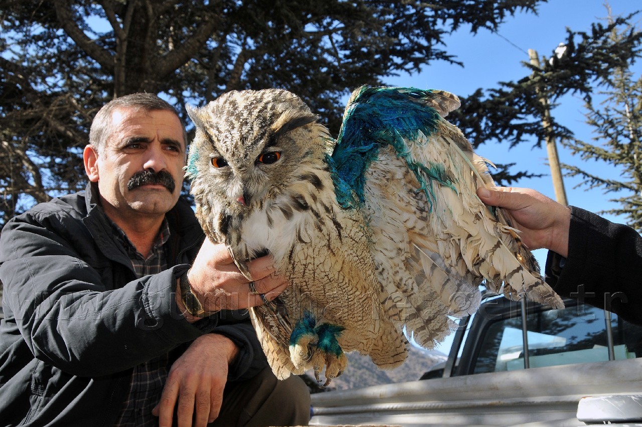 Yaralı Baykuş Tedavi Altına Alındı 1