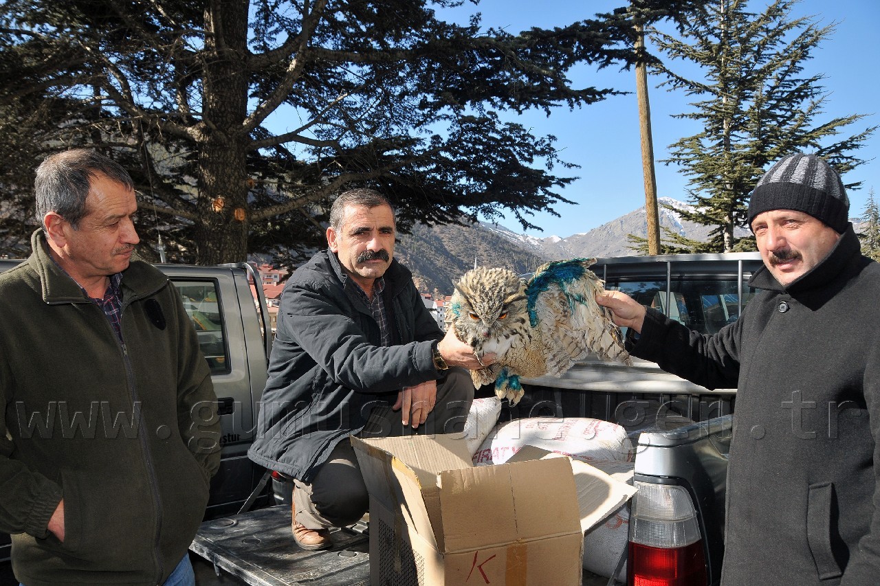 Yaralı Baykuş Tedavi Altına Alındı 2