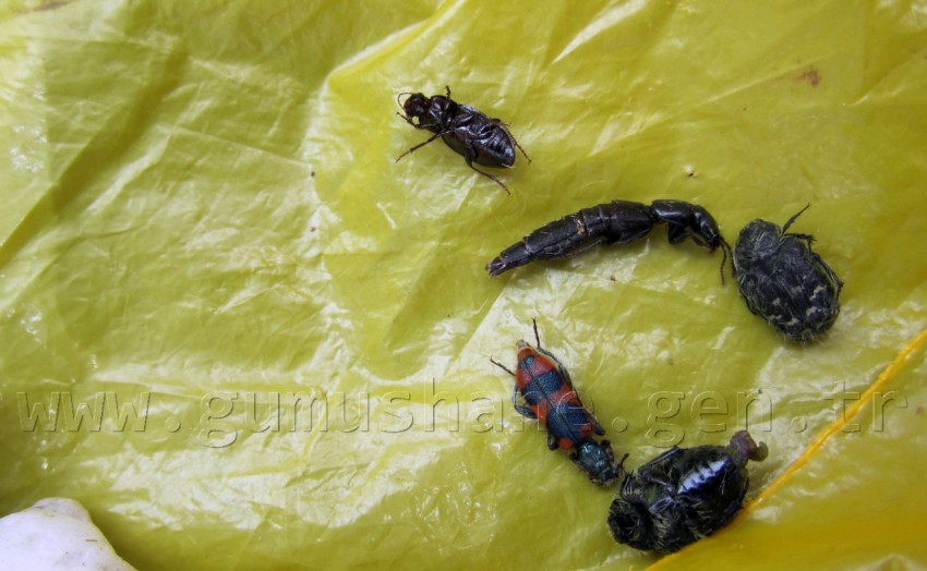 Gümüşhane'de Böcek Kaçakçılığı 1