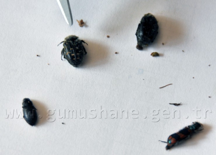 Gümüşhane'de Böcek Kaçakçılığı 2