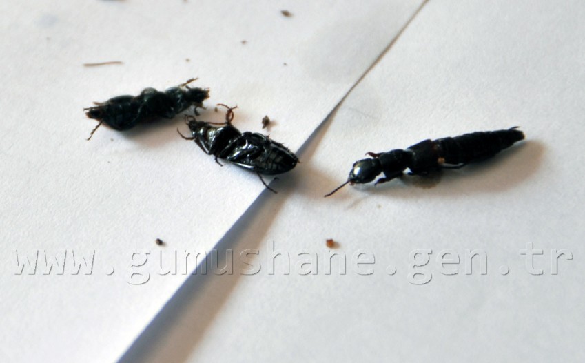 Gümüşhane'de Böcek Kaçakçılığı 4