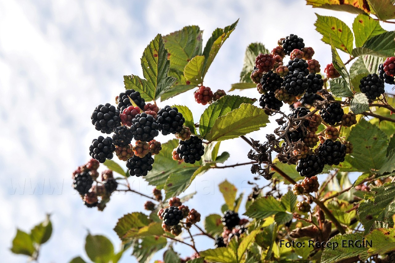 Gümüşhane Dağlarında Böğürtlen Zamanı 1
