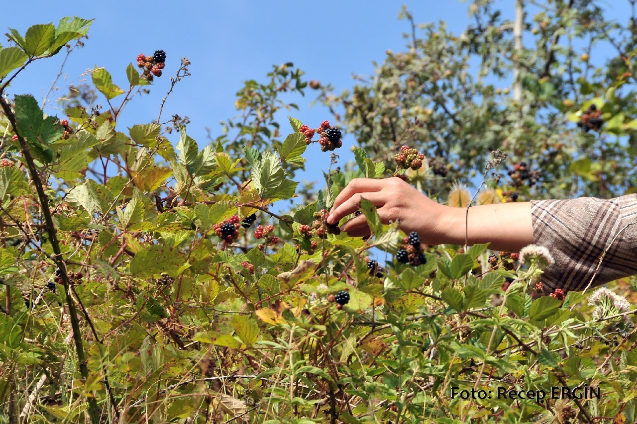 Gümüşhane Dağlarında Böğürtlen Zamanı 2