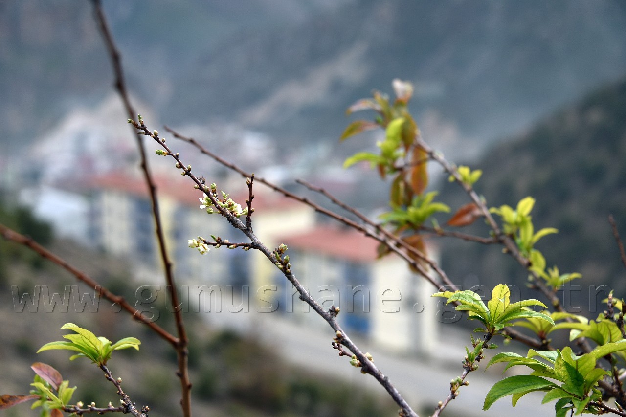 Gümüşhane'de karakışın ortasında ağaçlar çiçek açtı 10