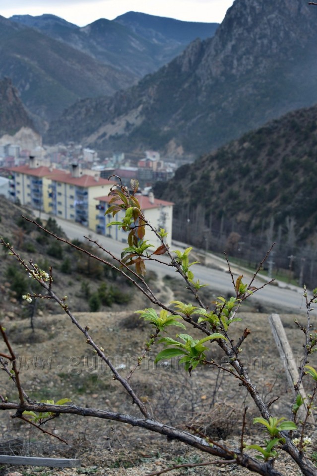 Gümüşhane'de karakışın ortasında ağaçlar çiçek açtı 11