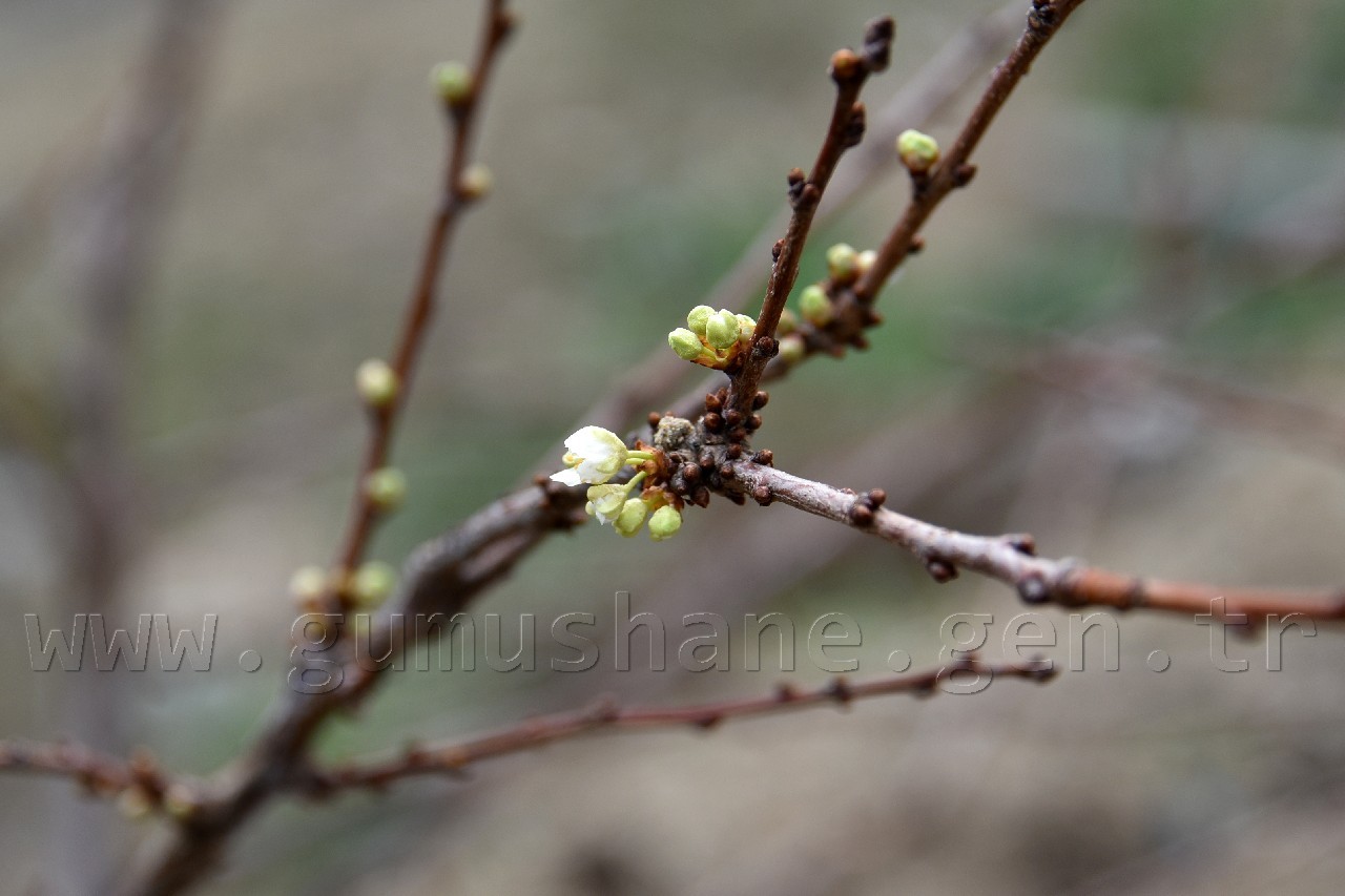 Gümüşhane'de karakışın ortasında ağaçlar çiçek açtı 2