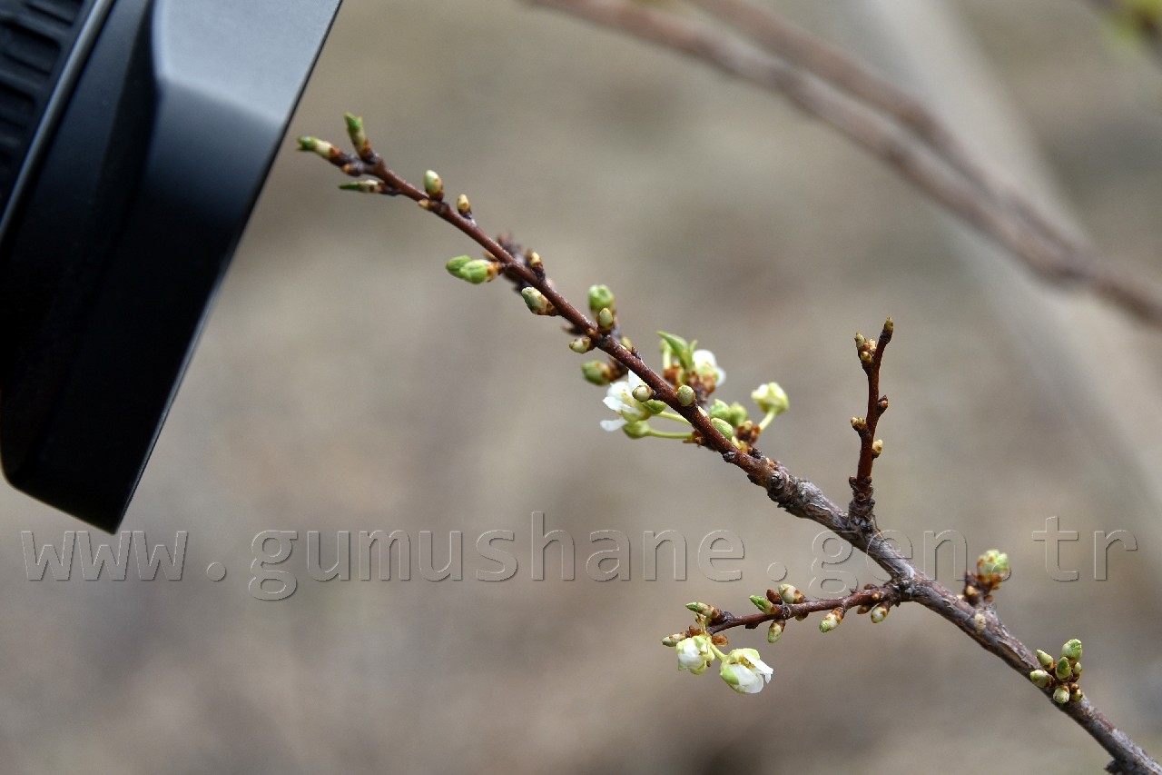 Gümüşhane'de karakışın ortasında ağaçlar çiçek açtı 3