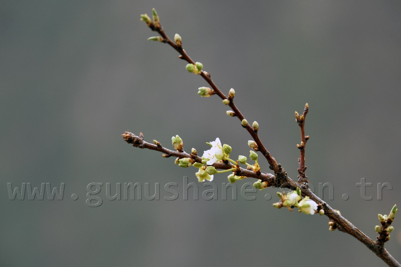 Gümüşhane'de karakışın ortasında ağaçlar çiçek açtı 4