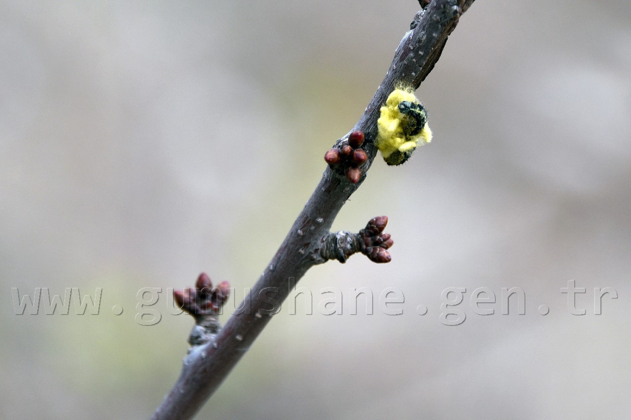 Gümüşhane'de karakışın ortasında ağaçlar çiçek açtı 5