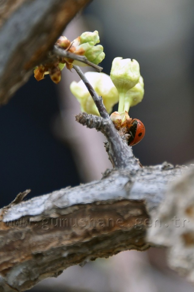 Gümüşhane'de karakışın ortasında ağaçlar çiçek açtı 6