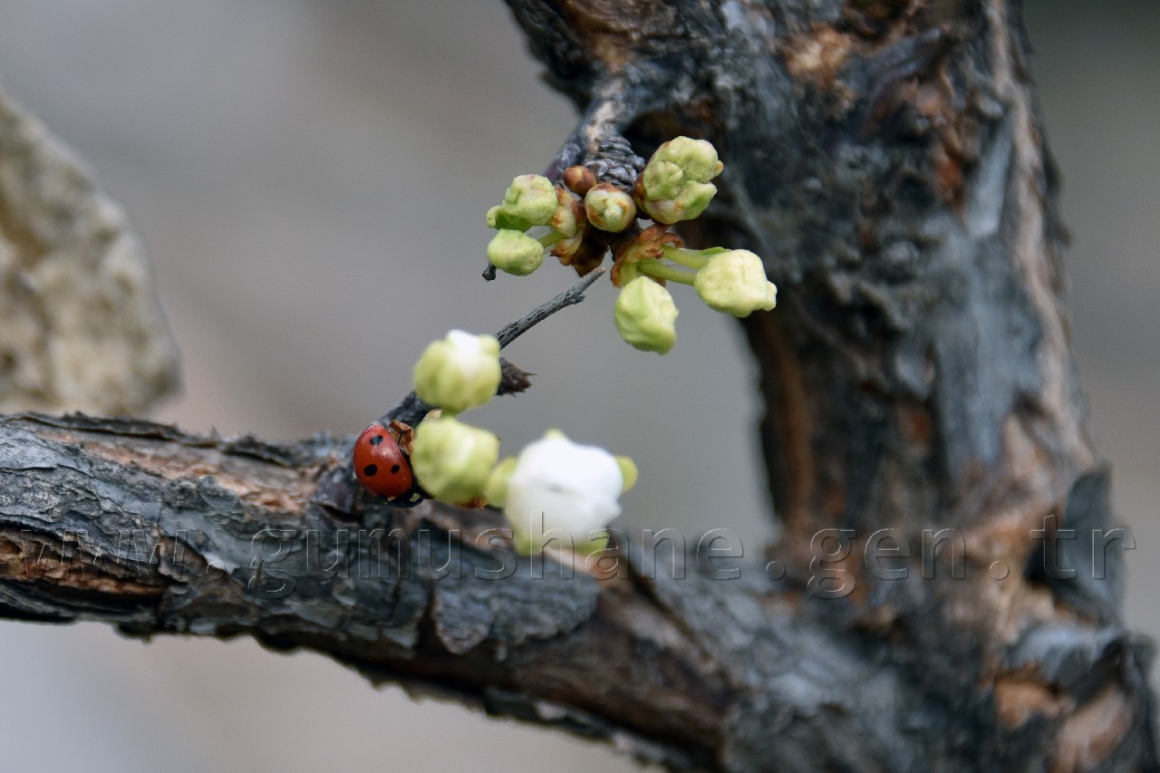 Gümüşhane'de karakışın ortasında ağaçlar çiçek açtı 7
