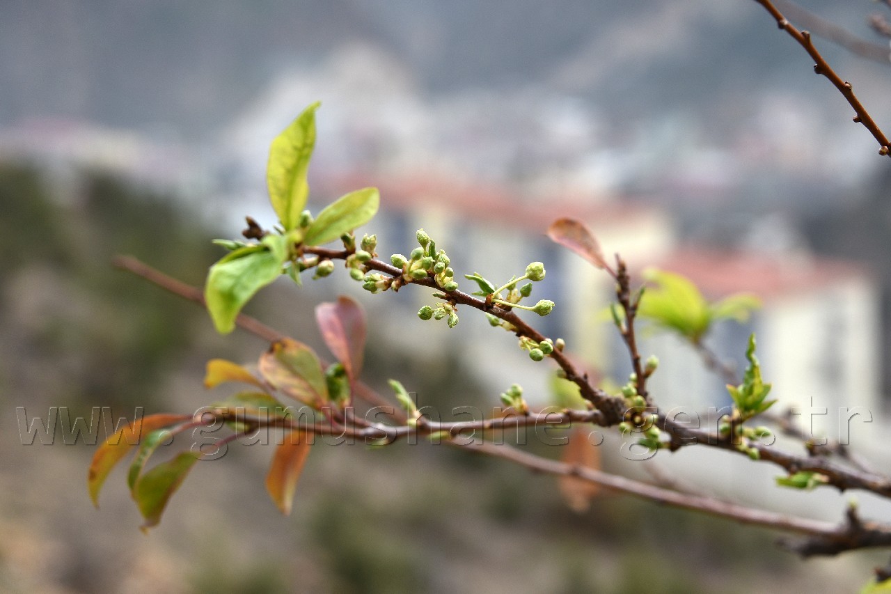 Gümüşhane'de karakışın ortasında ağaçlar çiçek açtı 9