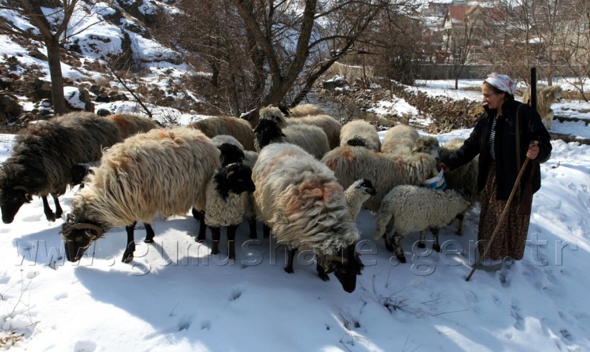 Hem Çocuklarına, Hem Kuzularına Annelik Yapıyor 1