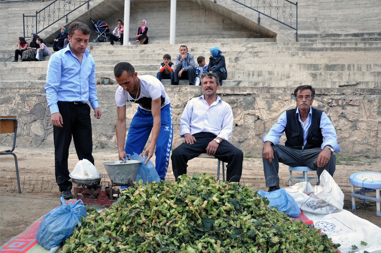 Kürtün Fındığı Piyasaya Çıktı 1