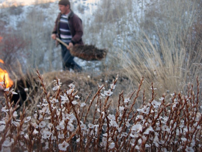 Önceden Yemdi Şimdi Yakacak Oldu 1