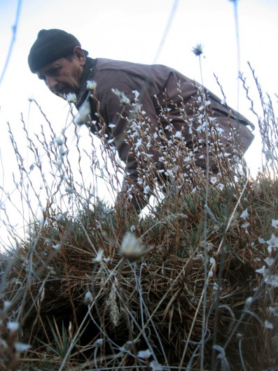 Önceden Yemdi Şimdi Yakacak Oldu 4