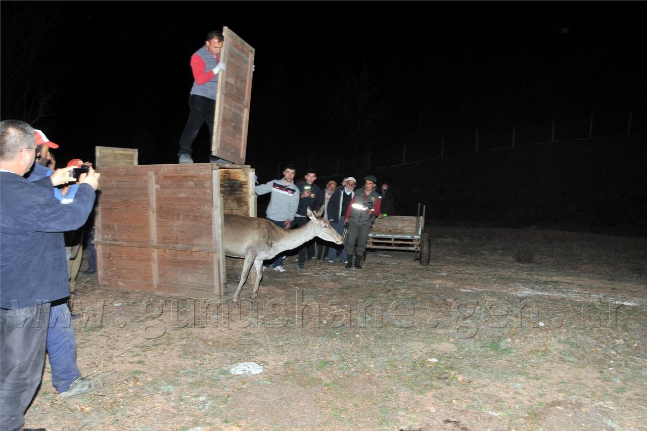  Kızıl Geyikler Gümüşhane'de  11