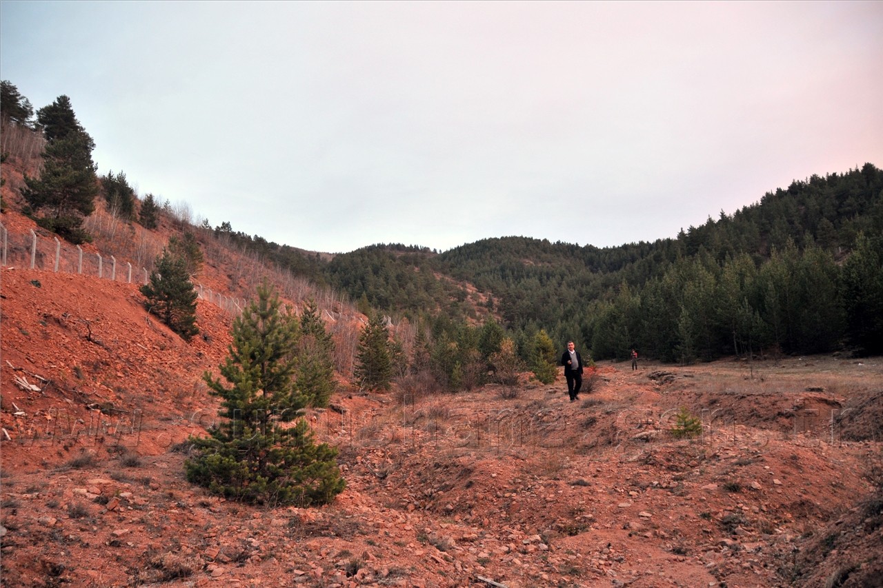  Kızıl Geyikler Gümüşhane'de  3