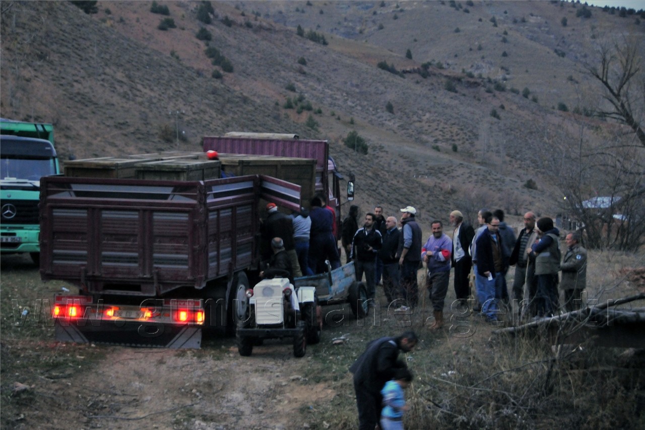  Kızıl Geyikler Gümüşhane'de  6
