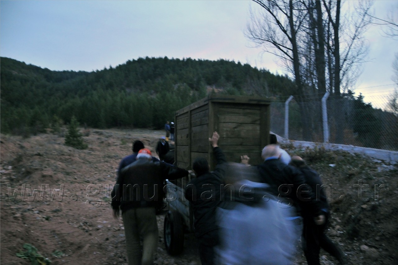  Kızıl Geyikler Gümüşhane'de  4