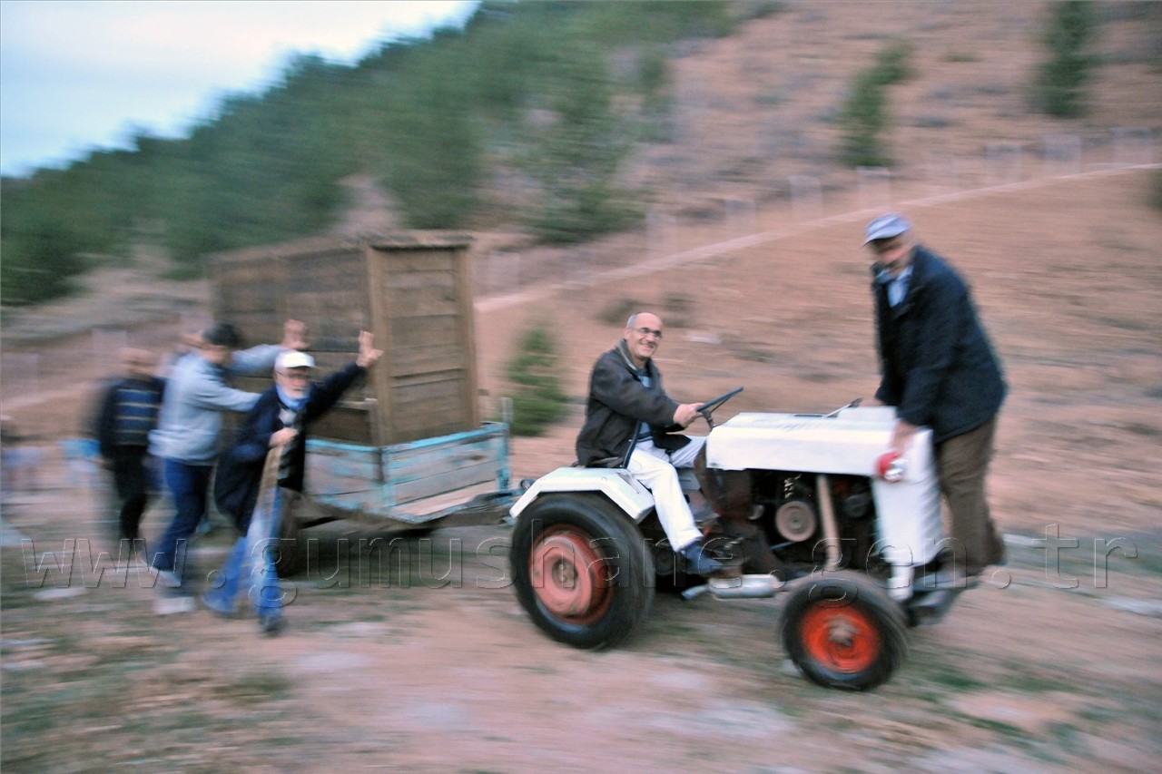  Kızıl Geyikler Gümüşhane'de  5