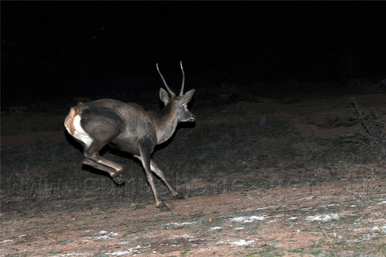  Kızıl Geyikler Gümüşhane'de  8