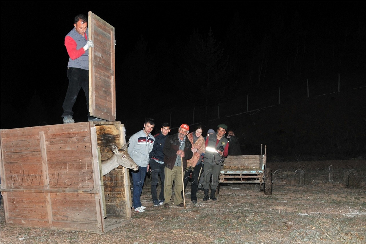  Kızıl Geyikler Gümüşhane'de  9