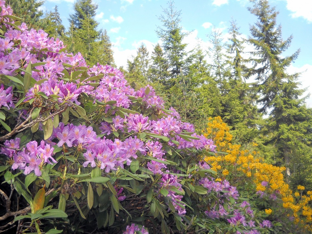Gümüşhaneli Dağcılar Erikbeli Yaylasında 3