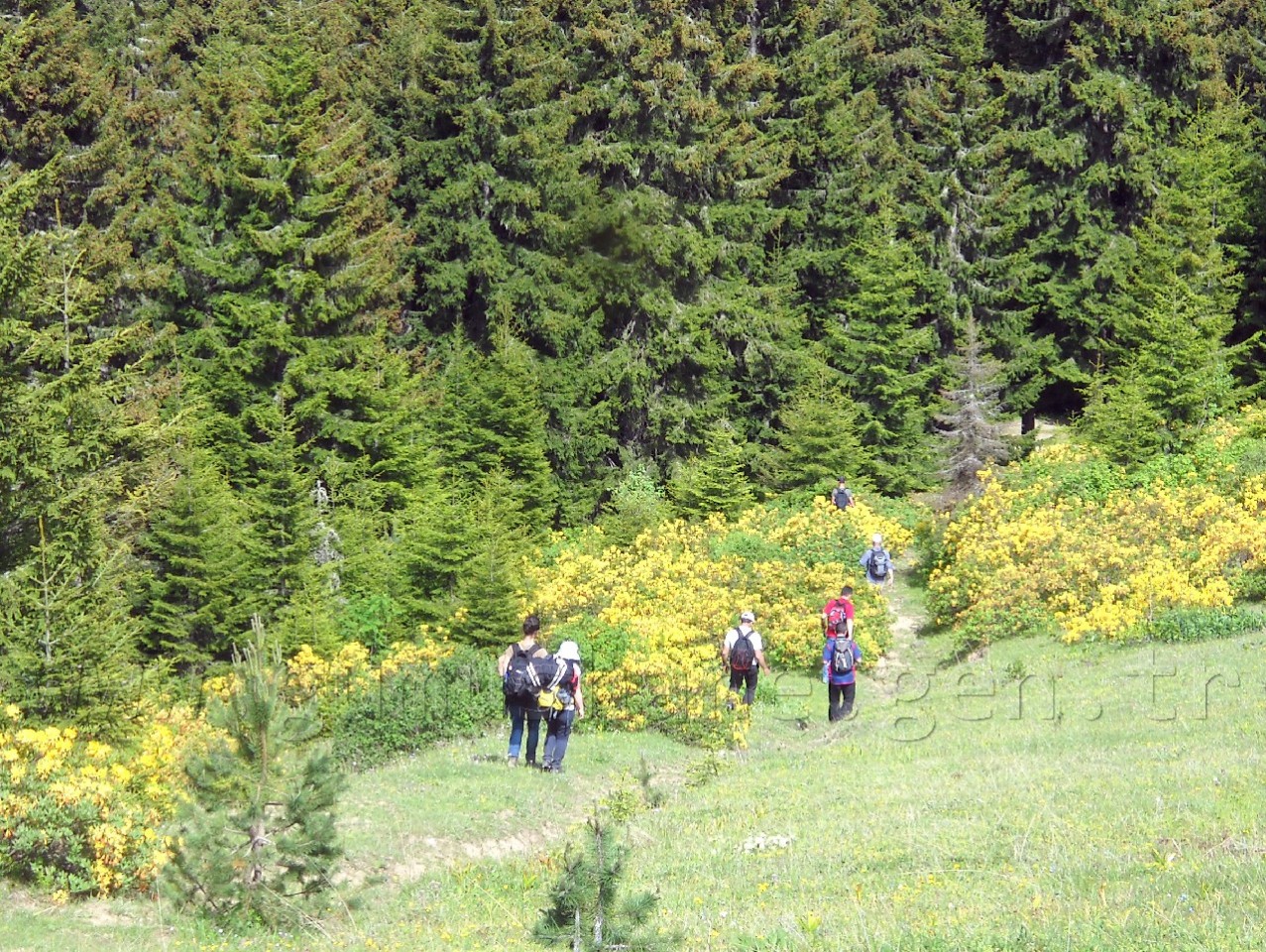Gümüşhaneli Dağcılar Erikbeli Yaylasında 5