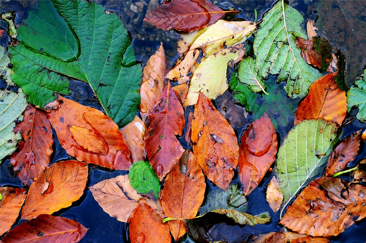 Gümüşhaneli Dağcılar Karagöl'de Kamp Kurdu 4