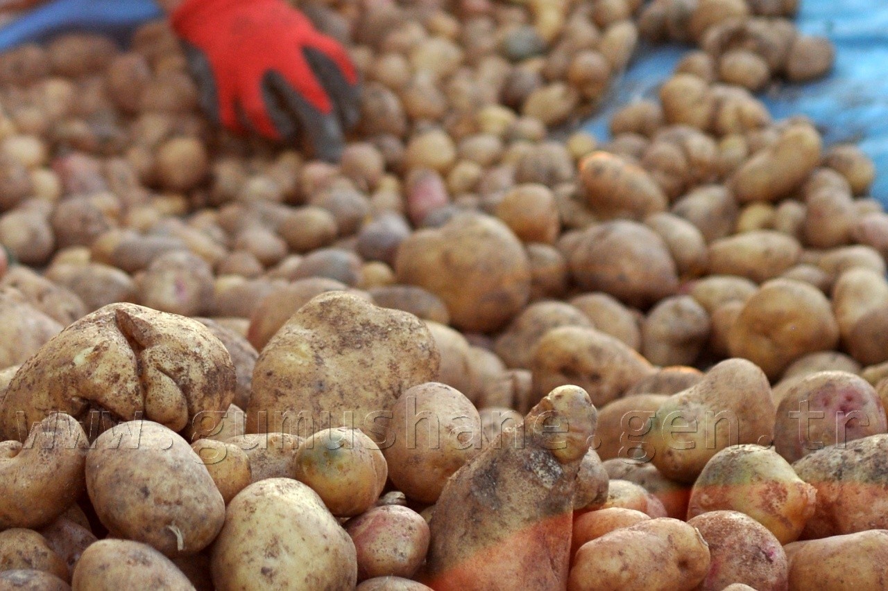 Kentliyi Köylü Yapan Sebze: Patates 1