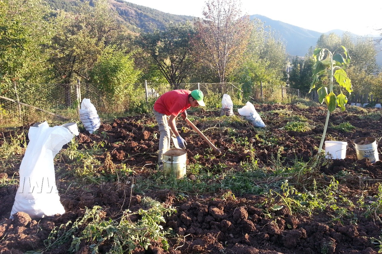 Kentliyi Köylü Yapan Sebze: Patates 2