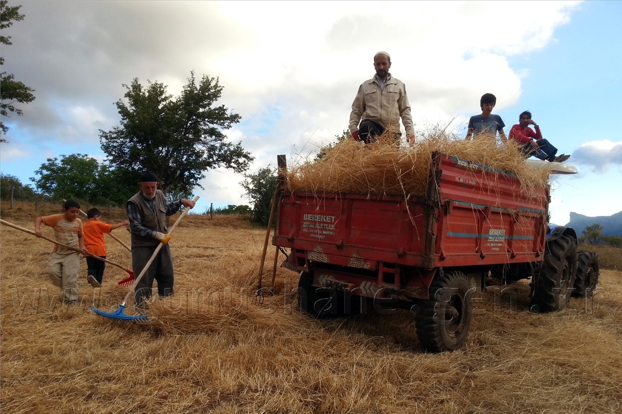Gümüşhane'de Hasat Mevsimi 1