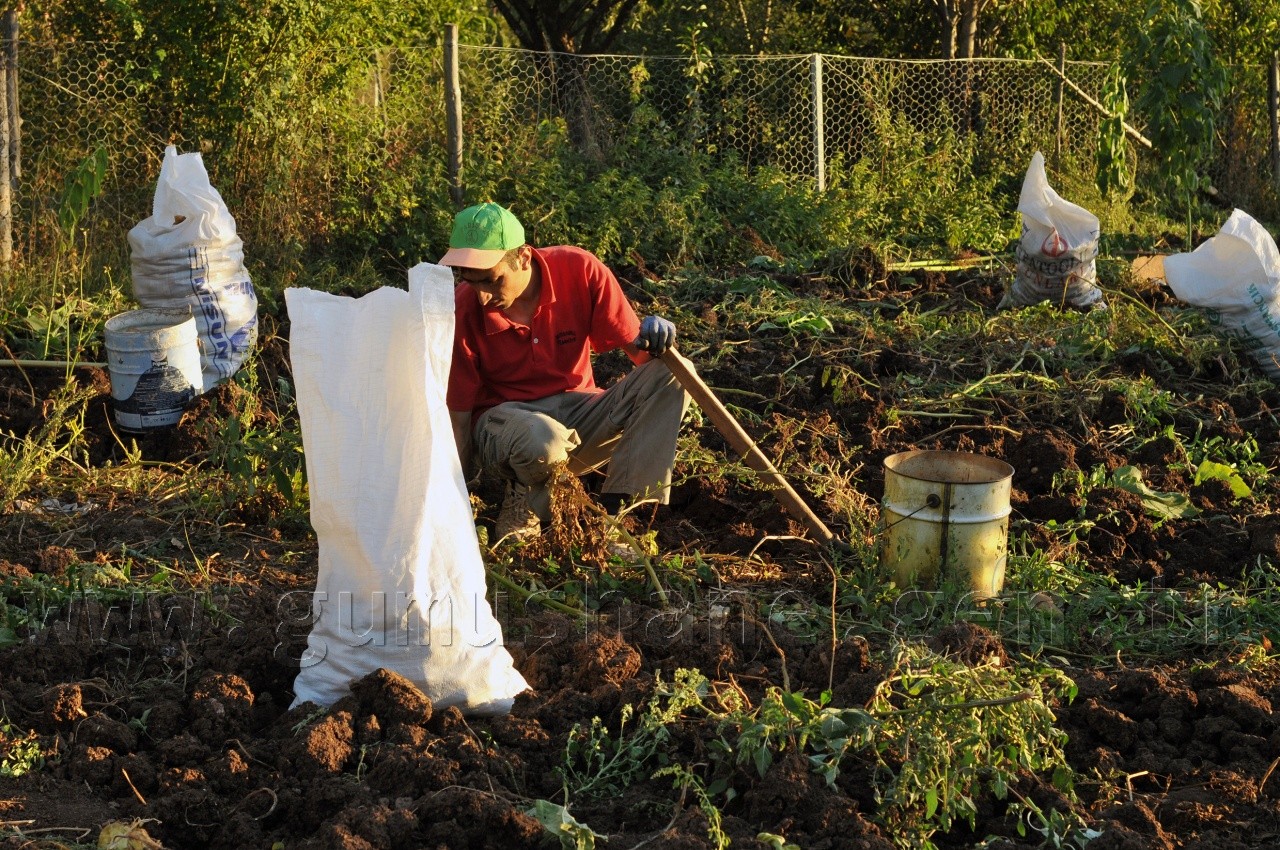 Kentliyi Köylü Yapan Sebze: Patates 3