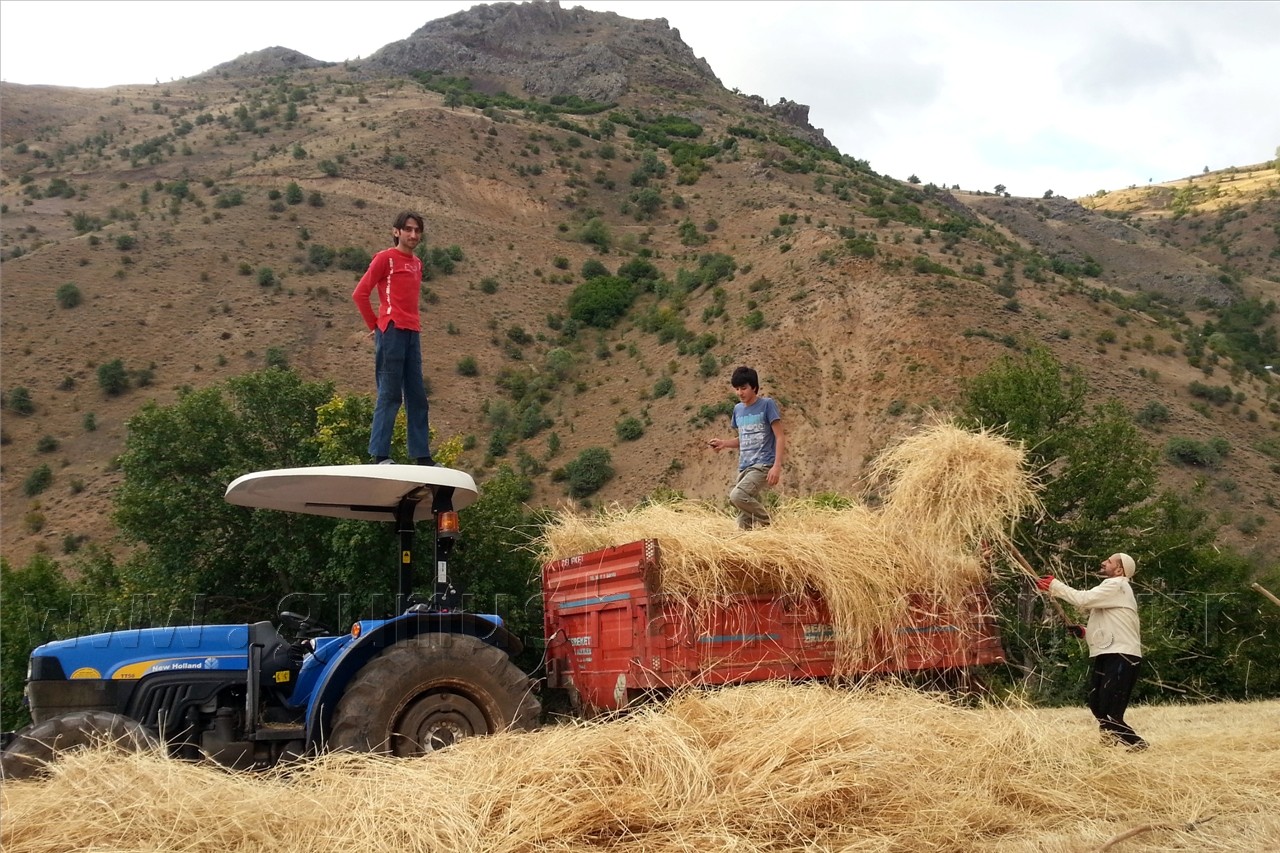 Gümüşhane'de Hasat Mevsimi 2