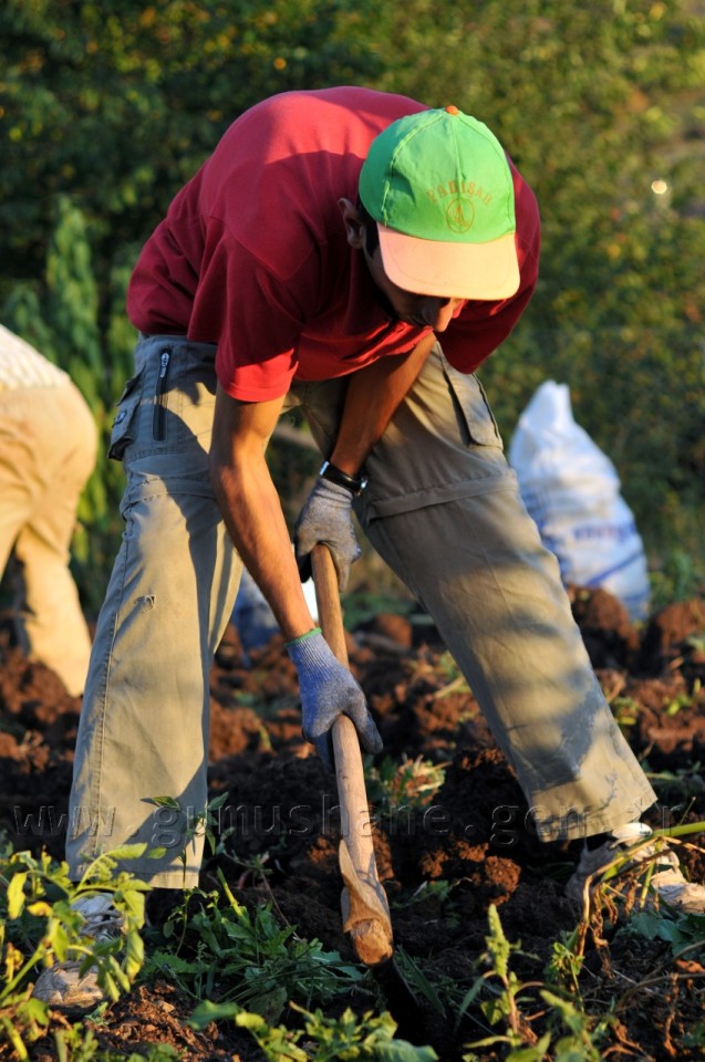 Kentliyi Köylü Yapan Sebze: Patates 4