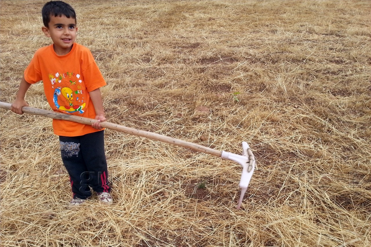 Gümüşhane'de Hasat Mevsimi 3