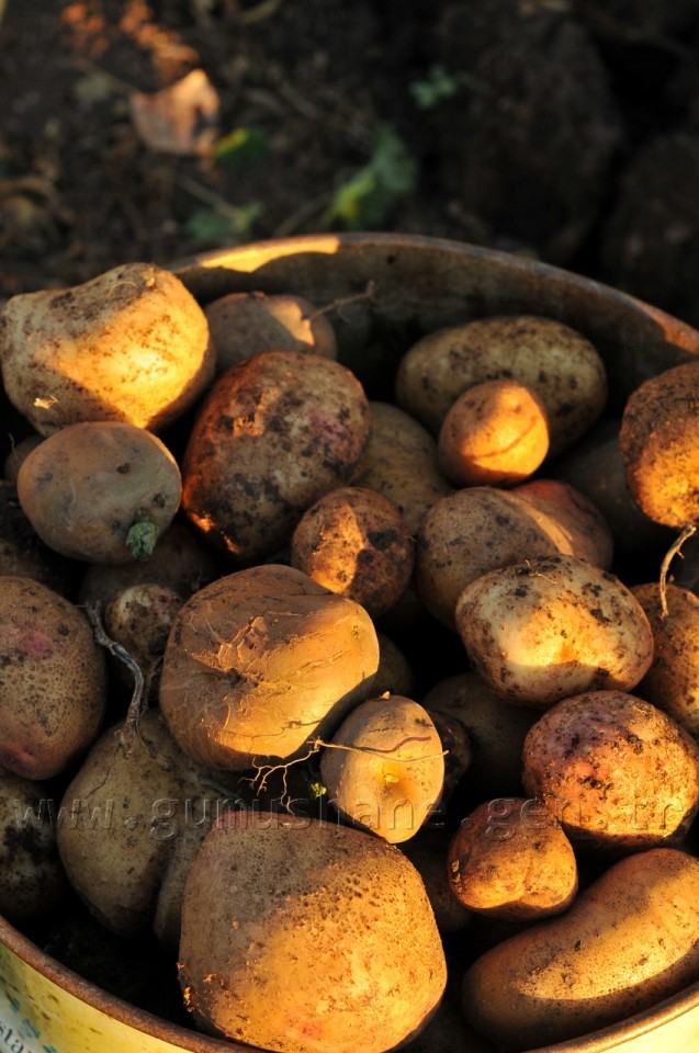 Kentliyi Köylü Yapan Sebze: Patates 5