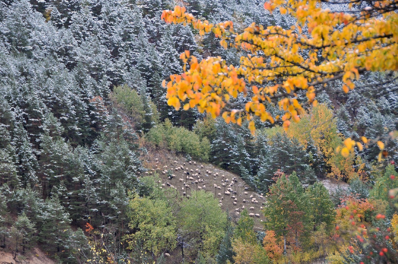 Gümüşhane'de Beyaz Güzellik 2