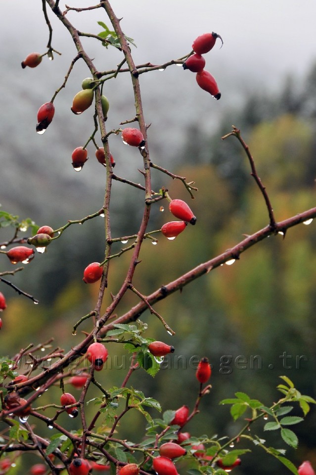 Gümüşhane'de Beyaz Güzellik 4
