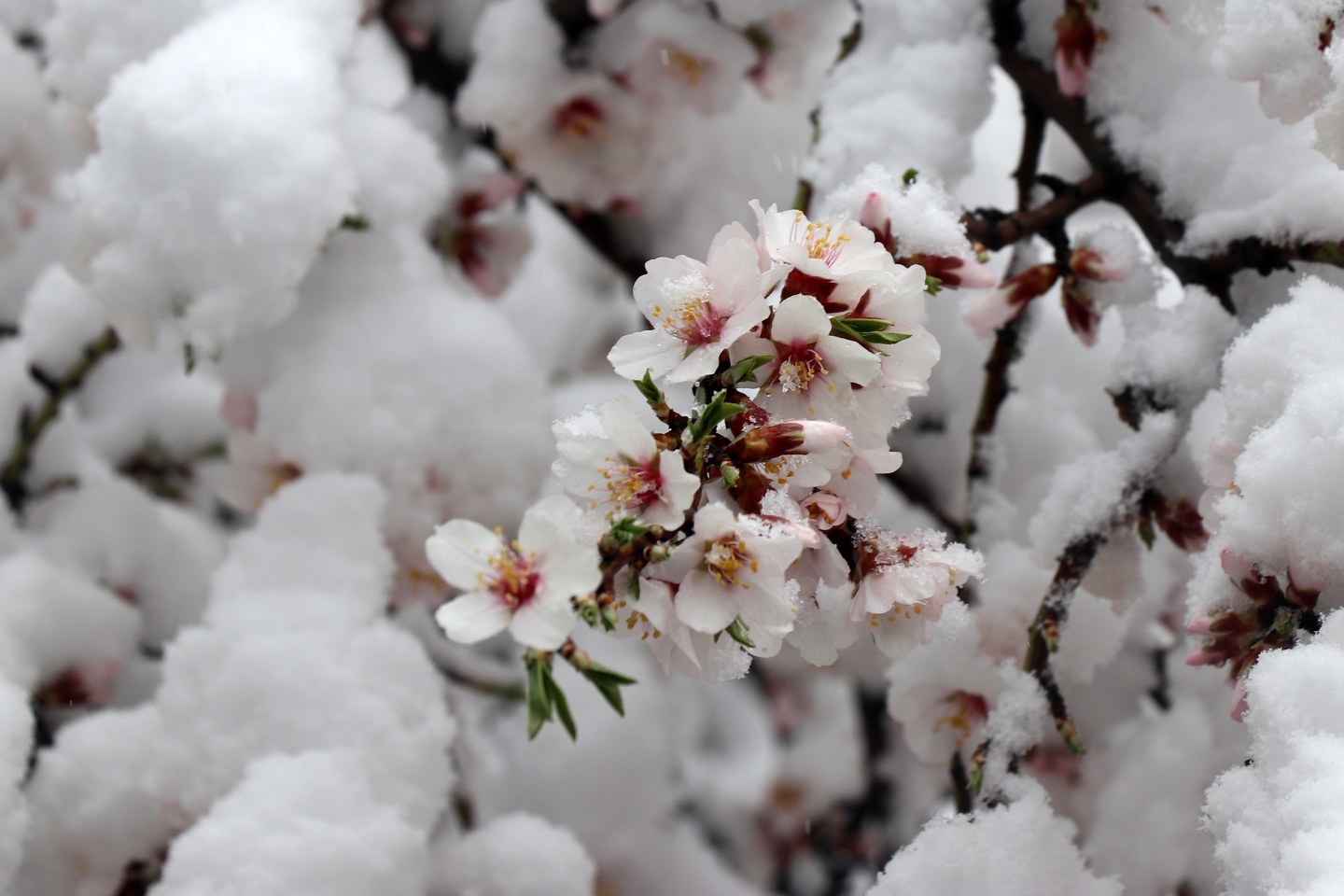 Gümüşhane’ye Nisan ayında beyaz sürpriz 3