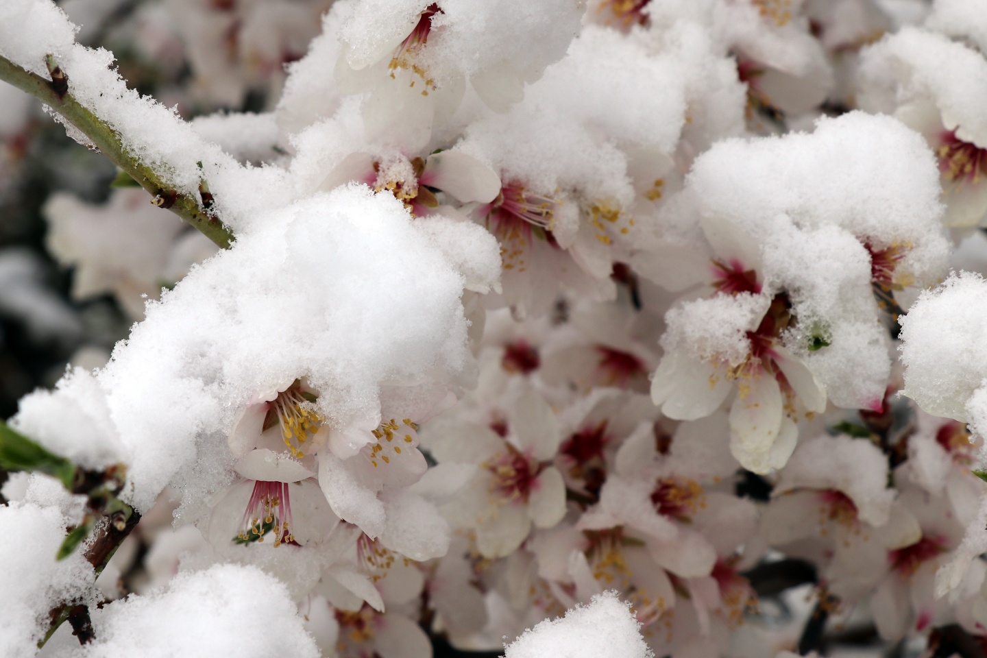 Gümüşhane’ye Nisan ayında beyaz sürpriz 2