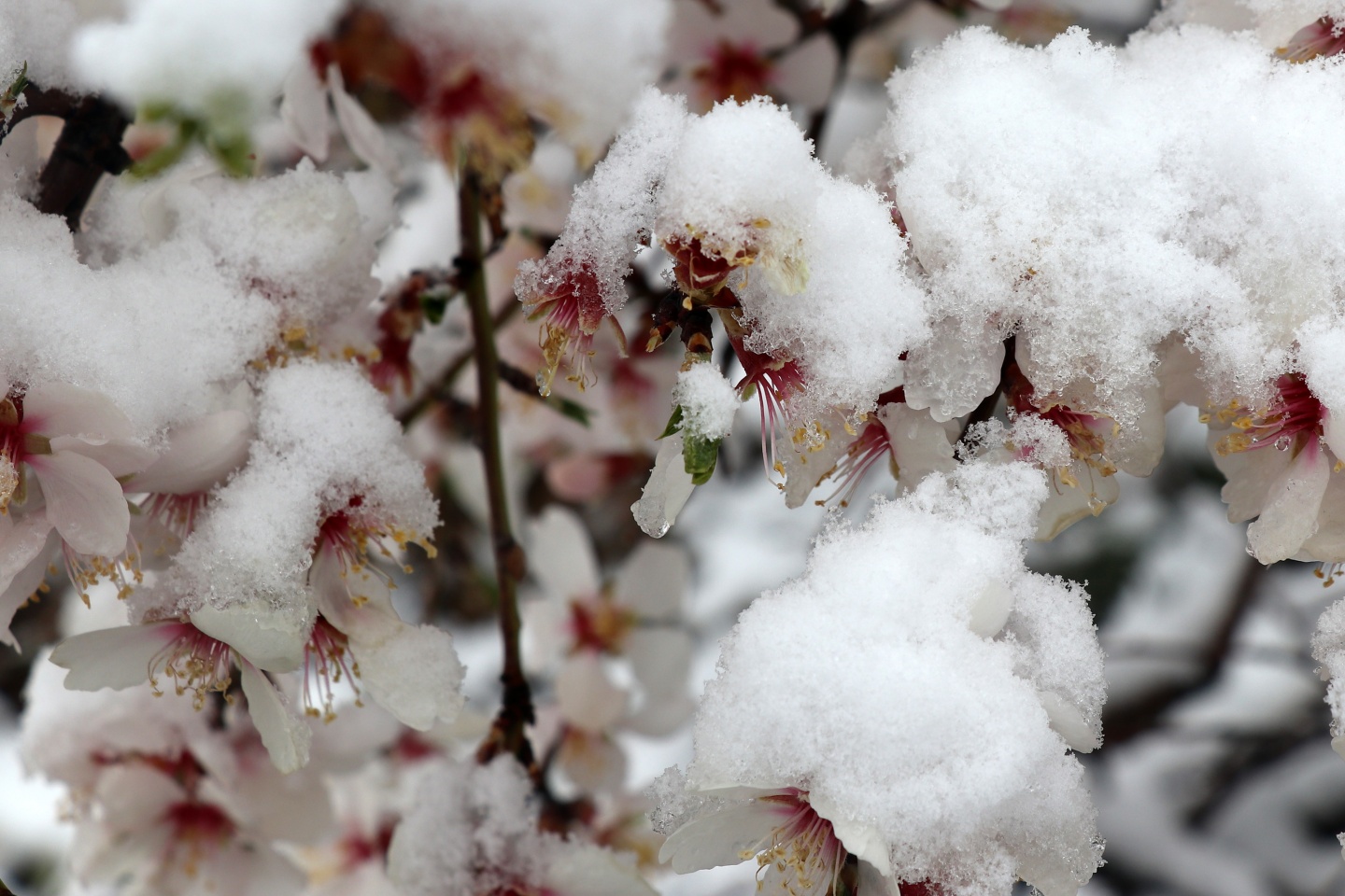 Gümüşhane’ye Nisan ayında beyaz sürpriz 17