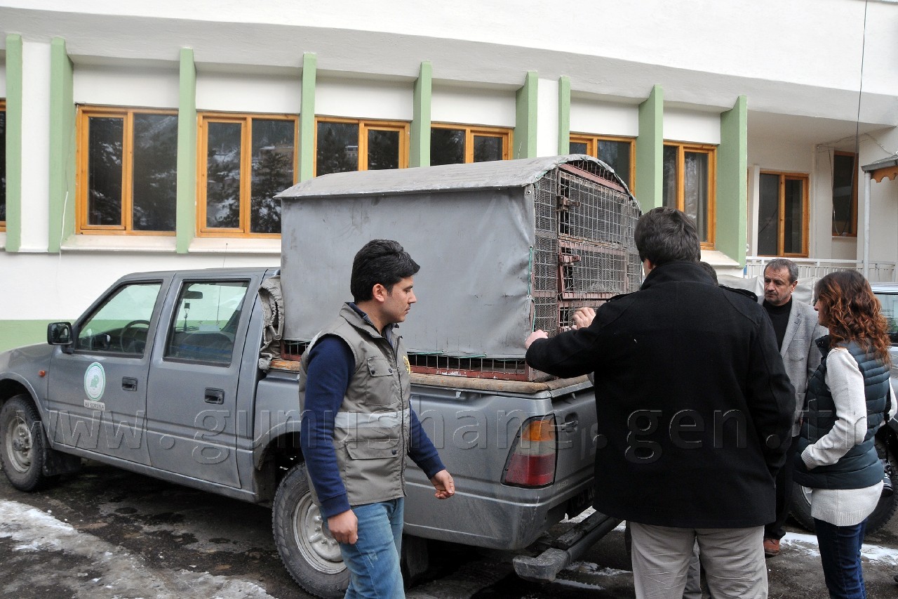 Yaralı Karaca ve Atmaca Erzurum'a Sevk Edildi 5
