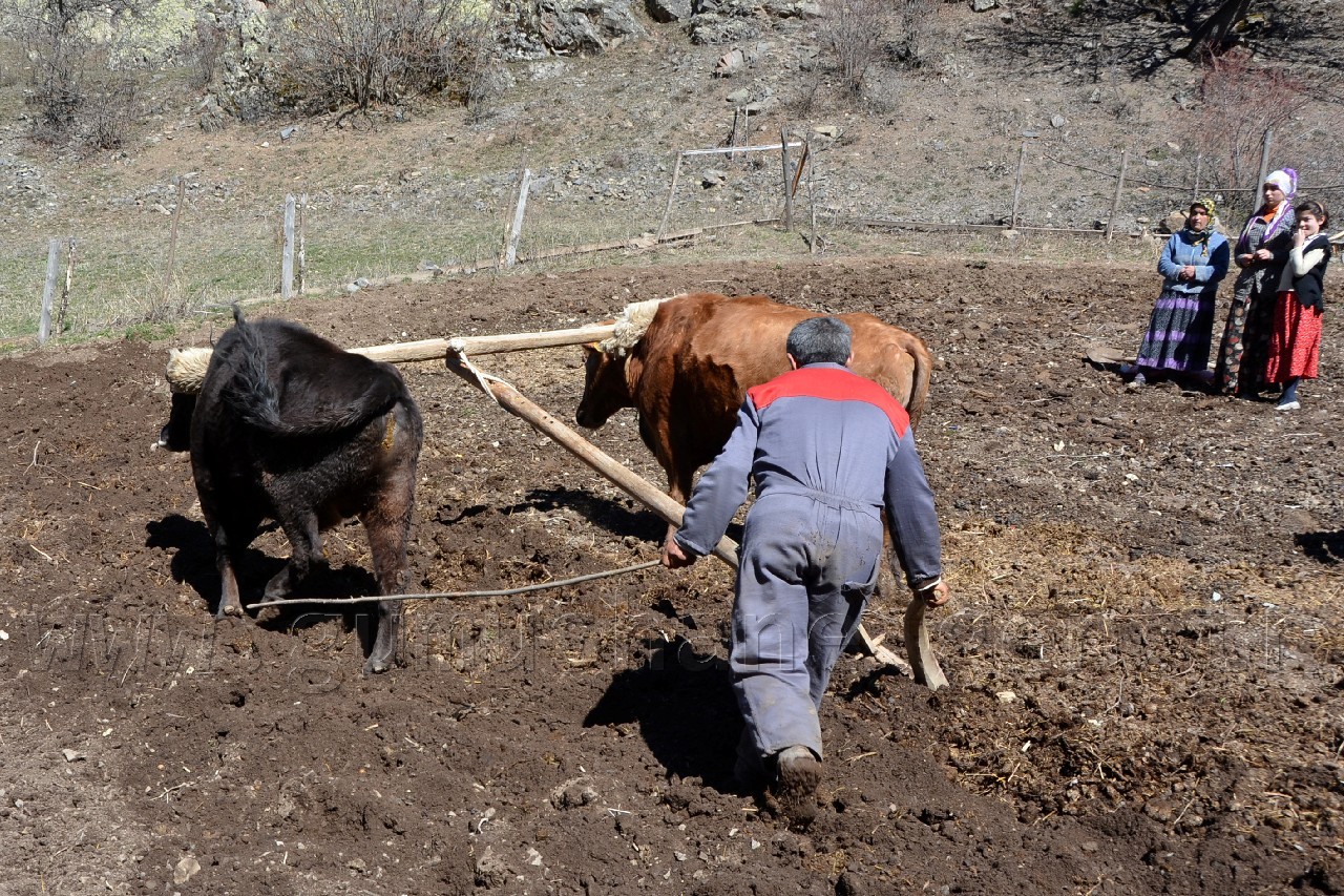 Teknolojiye İnat Karasabana Devam 1