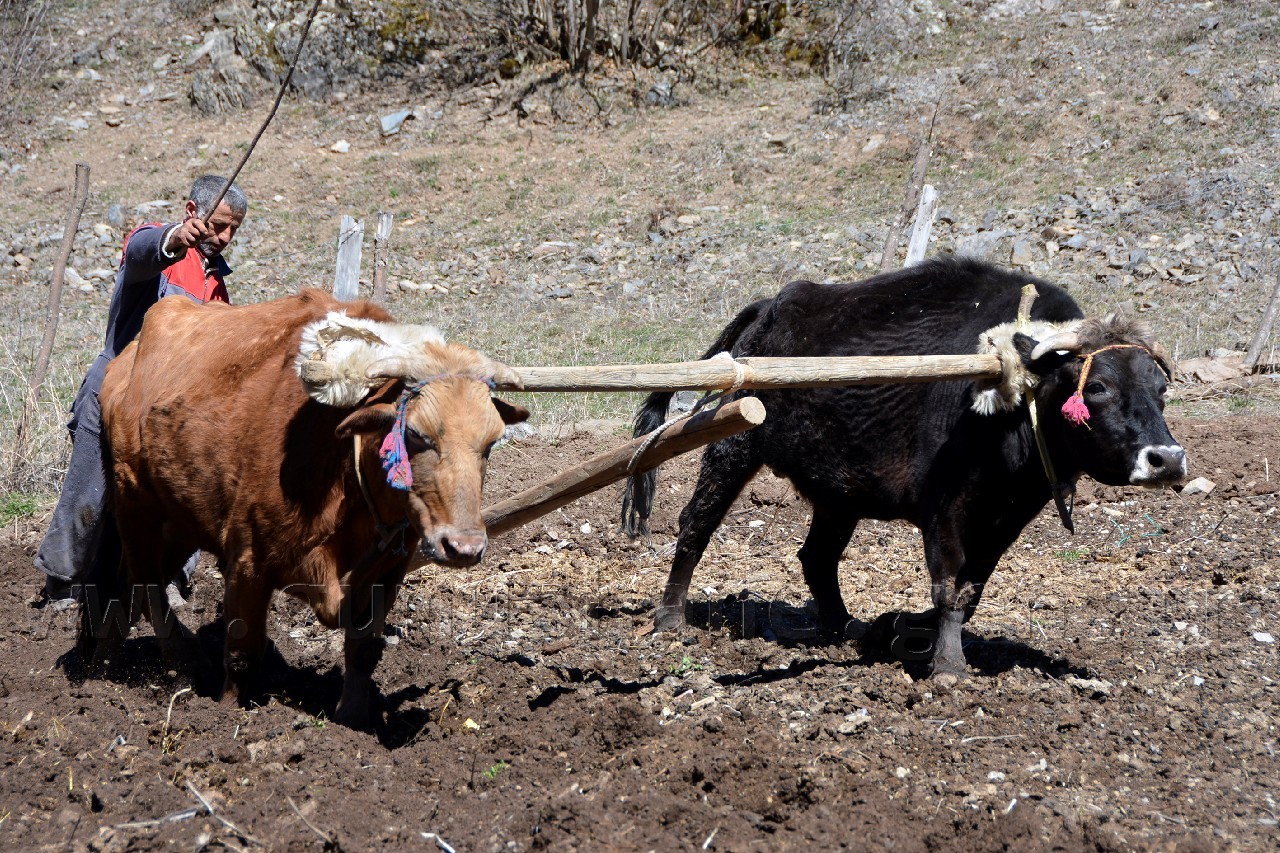 Teknolojiye İnat Karasabana Devam 2