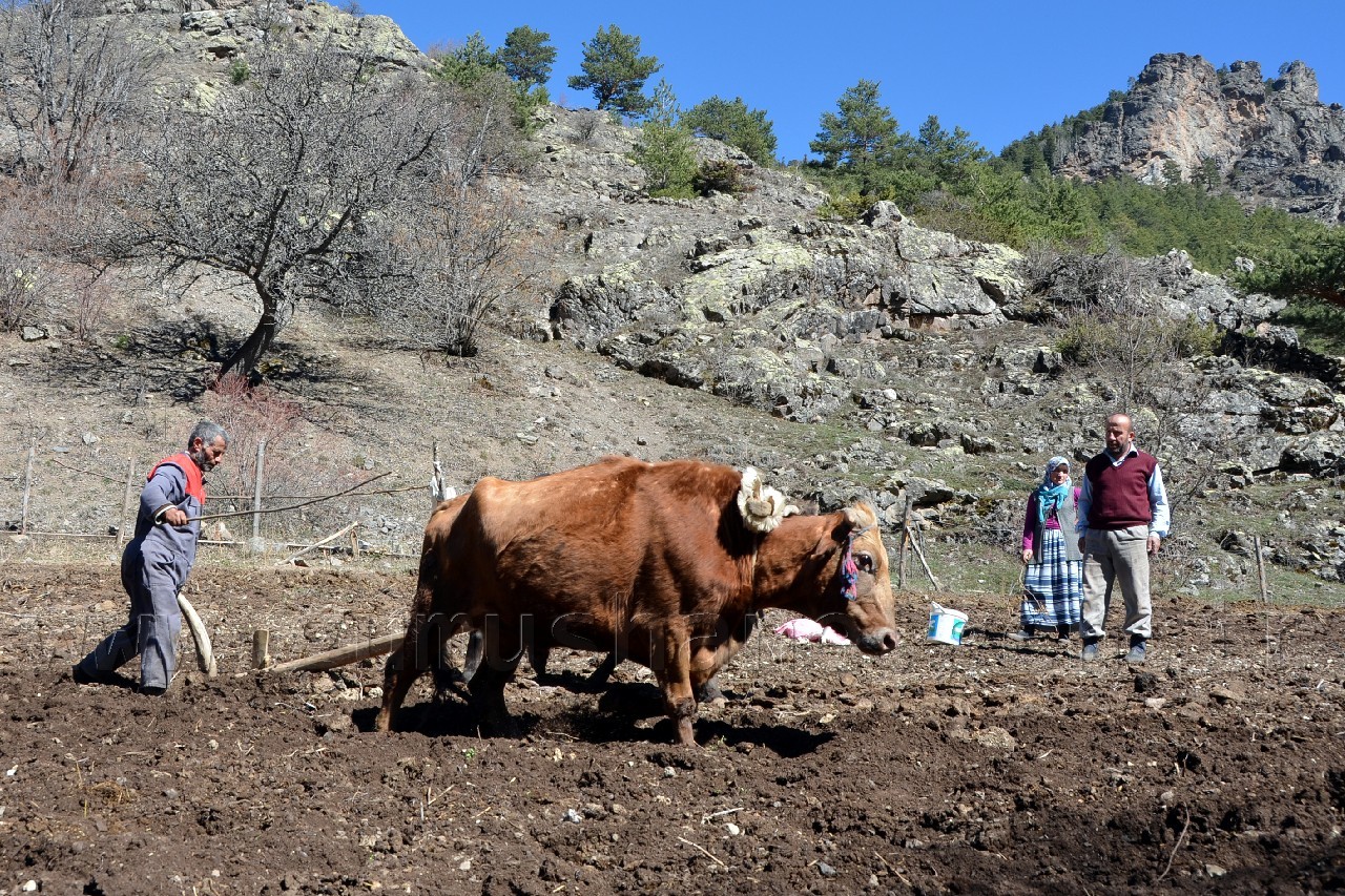 Teknolojiye İnat Karasabana Devam 5