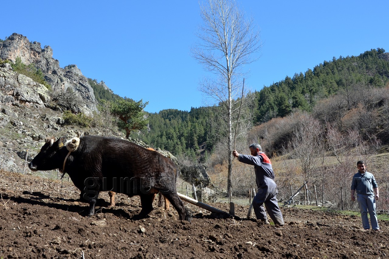 Teknolojiye İnat Karasabana Devam 3