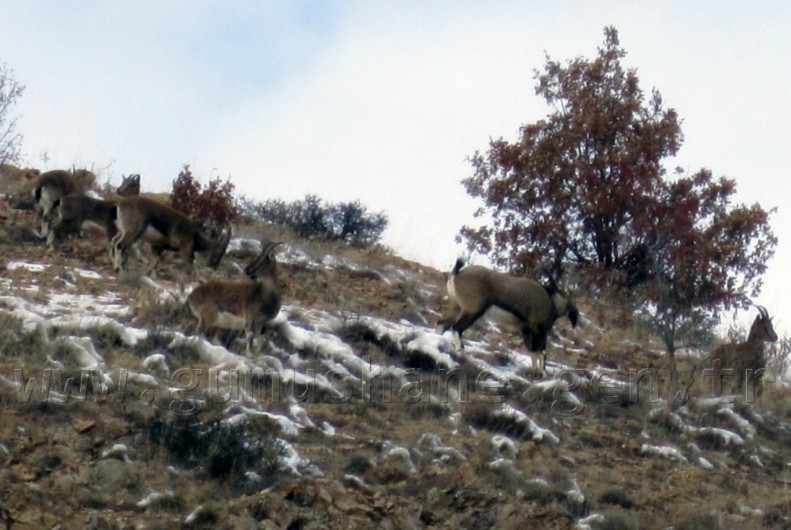 Gümüşhane'de Yaban Keçilerine Ot Bırakıldı 3