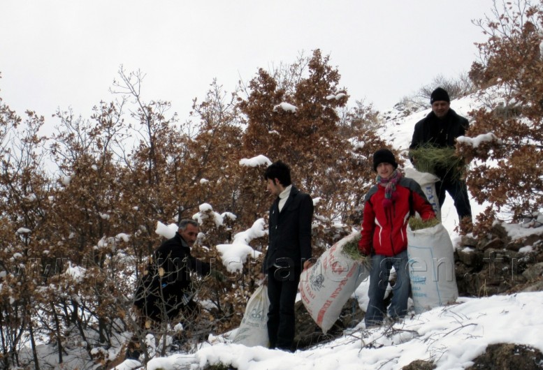 Gümüşhane'de Yaban Keçilerine Ot Bırakıldı 4